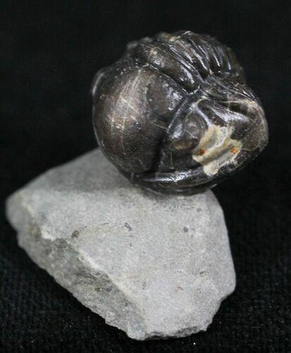 Rare Eifel Gerastos Trilobite - Germany #27433